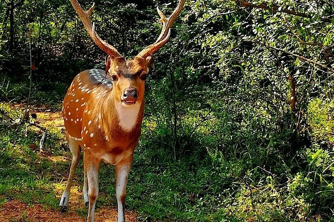 Morning 07 Hour Private Safari at Yala National Park by Yala La Safari Tours - Comfort, service, and the driver’s part in the day