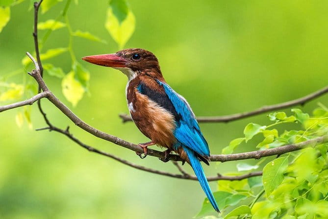 Muthurajawela Bird Watching Tour From Colombo & Negombo - Why Muthurajawela Marsh is worth your morning