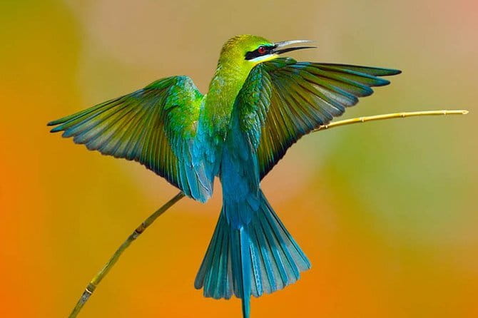 Muthurajawela Bird Watching Tour From Colombo & Negombo - The boat ride through the mangrove channels