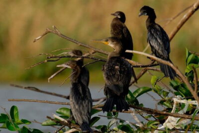 Muthurajawela Bird Watching Tour From Colombo & Negombo