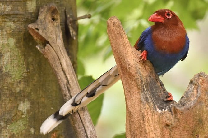 Muthurajawela Bird Watching Tour From Colombo & Negombo - Who will get the most from this tour
