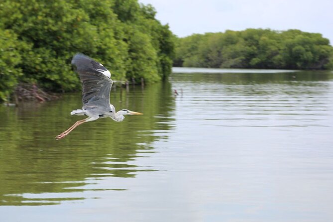 Muthurajawela Bird Watching Tour from Negombo / Colombo - Why Muthurajawela is worth your morning