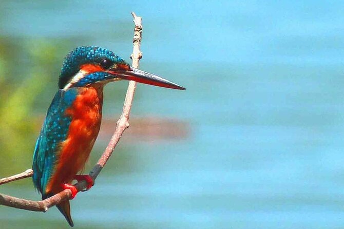 Muthurajawela Bird Watching Tour from Negombo / Colombo - What the guide adds to the marsh