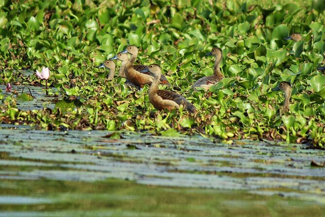 Muthurajawela Bird Watching Tour from Negombo / Colombo - The 10:00 a.m. finish and what comes next