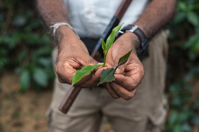 Nandana Tea Walking Tour in Sri Lanka - Key points at a glance