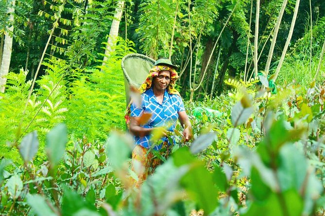 Nandana Tea Walking Tour in Sri Lanka - The seven-tea tasting is the heart of the visit