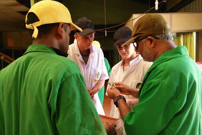 Nandana Tea Walking Tour in Sri Lanka - How the location shapes your day