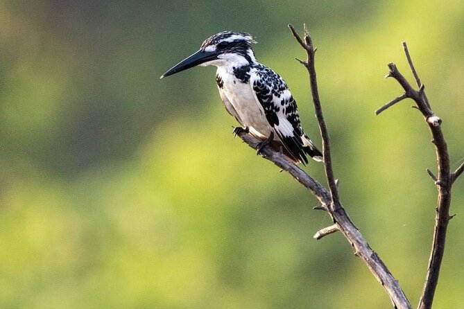 Negombo Lagoon & Muthurjawela Bird Watching Boat Tour - Starting on Negombo Lagoon
