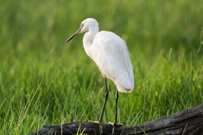 Negombo Lagoon & Muthurjawela Bird Watching Boat Tour