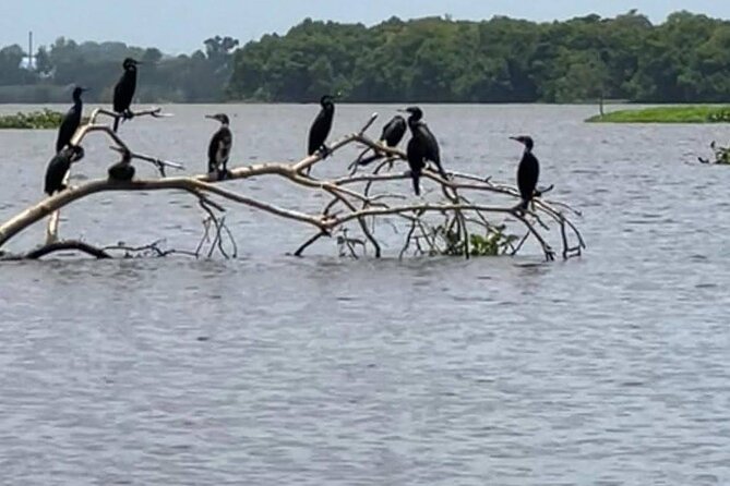 Negombo Lagoon & Muthurjawela Bird Watching Boat Tour - Is $45 a Fair Price?