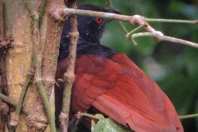 Negombo Lagoon & Muthurjawela Bird Watching Boat Tour - What to Bring and What to Clarify