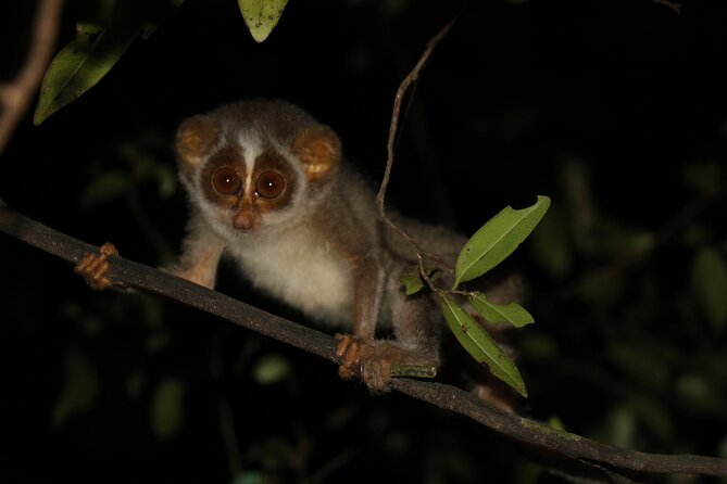 Night Hike to see Elusive & Rare Loris in Sigiriya - Key points for your Sigiriya night