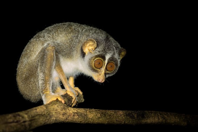 Night Hike to see Elusive & Rare Loris in Sigiriya - Why this little primate is worth a night out
