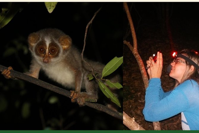 Night Hike to see Elusive & Rare Loris in Sigiriya - The short briefing gives the walk a purpose