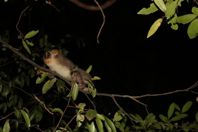 Night Hike to see Elusive & Rare Loris in Sigiriya - Following the headlamps into Pidurangala