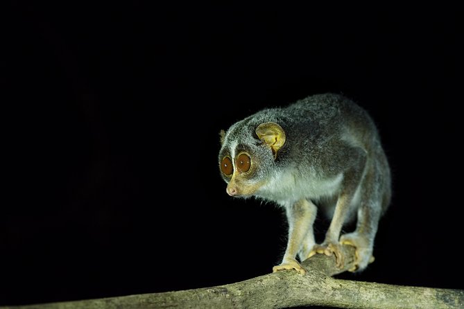 Night Hike to see Elusive & Rare Loris in Sigiriya - What else you might see under the trees