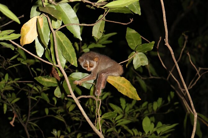 Night Hike to see Elusive & Rare Loris in Sigiriya - A conservation-minded way to watch wildlife