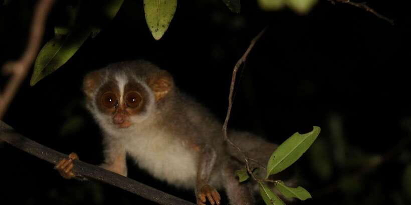 Night Hike to see Elusive & Rare Loris in Sigiriya - Is $64 good value for two people?