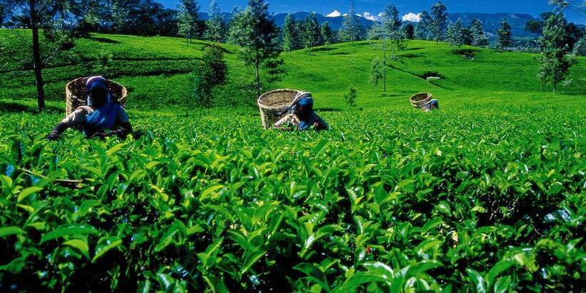 Nuwara Eliya: All-Inclusive Private Sightseeing Day Tour - Key points to know before booking