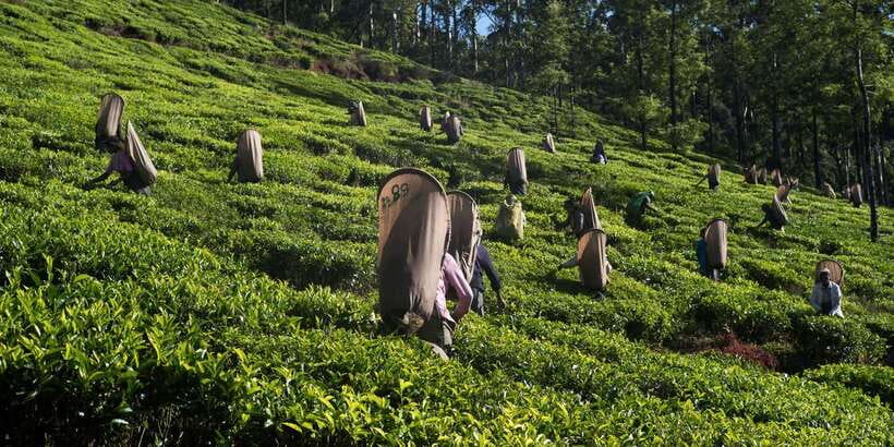 Nuwara Eliya: All-Inclusive Private Sightseeing Day Tour - Seetha Amman Temple and the Ramayana connection
