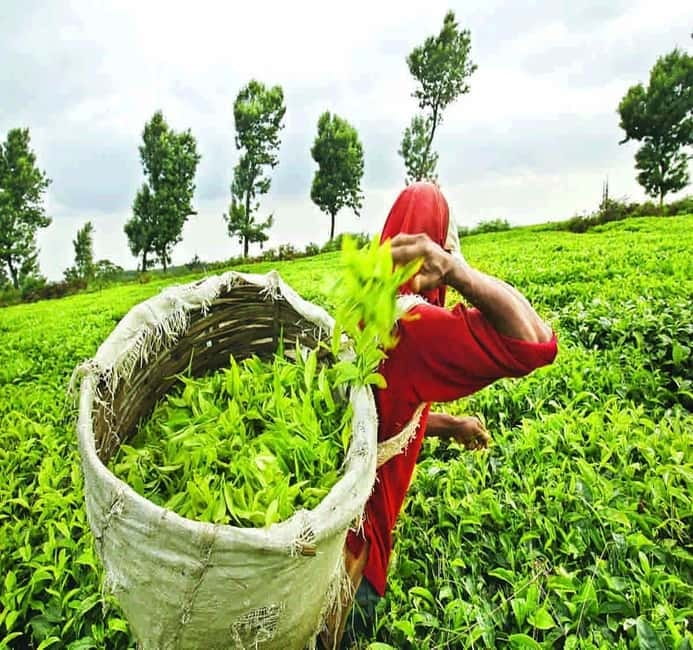 Nuwara Eliya Full day: 5Waterfalls, 2Tea Test & pick by TUK - Key points at a glance