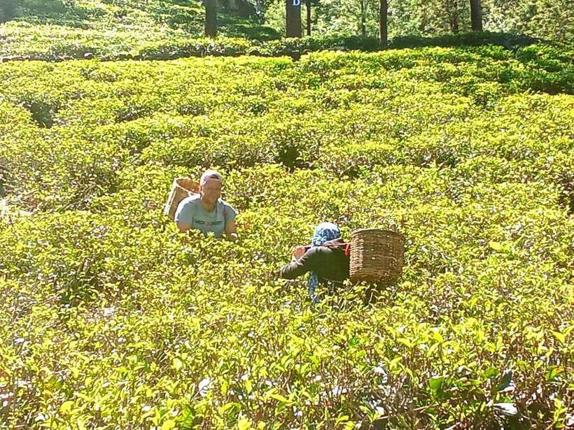 Nuwara Eliya: Tea Factory and Pickle Waterfalls Tuk Tuk Tour - Should you book it?