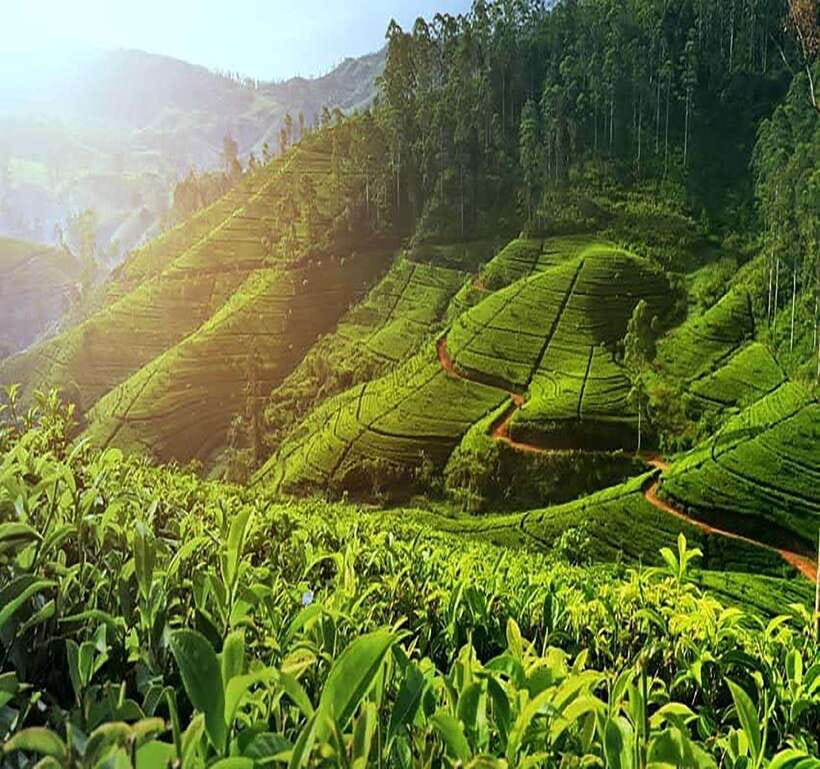 Nuwara Eliya: Tea Factory and Pickle Waterfalls Tuk Tuk Tour - Blue Field adds a second look at tea making