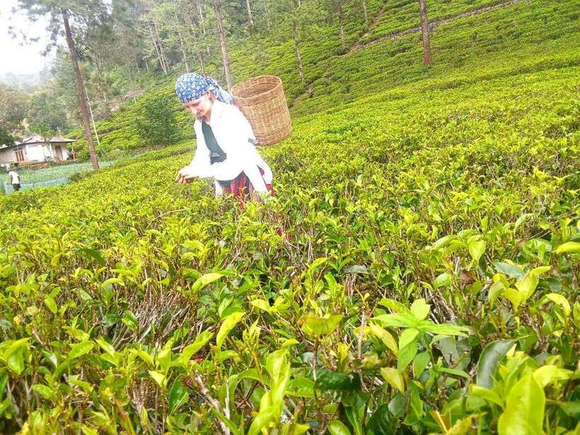 Nuwara Eliya: Tea Factory and Pickle Waterfalls Tuk Tuk Tour - Timing, pickup, and what to bring