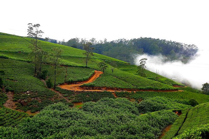 Nuwara Eliya Tea factory and waterfall tour - Blue Field Tea Factory and a final tea tasting