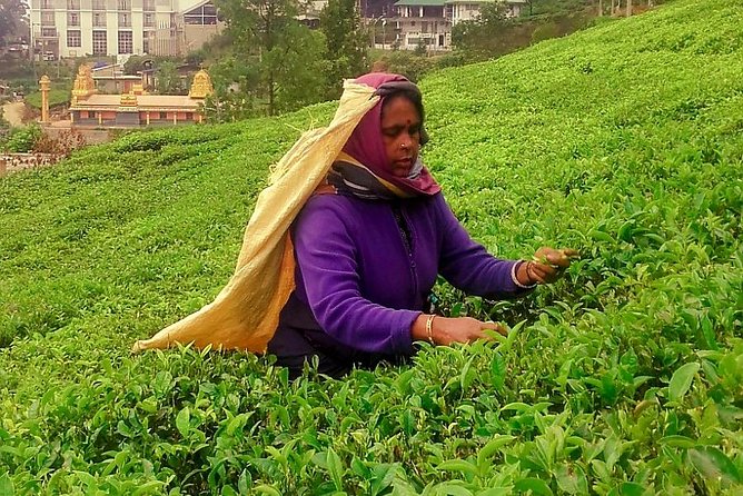 Nuwara Eliya Tea factory and waterfall tour - What the guide adds to the day
