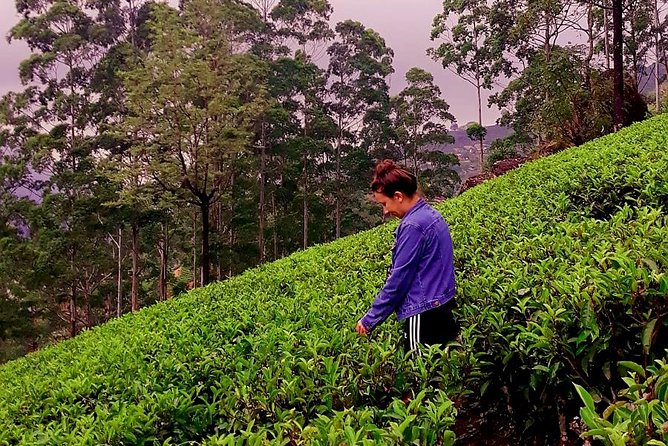 Nuwara Eliya Tea factory and waterfall tour - Who should book this experience