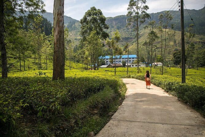 Nuwara Eliya Tours - Tea country at Damro Tea Factory
