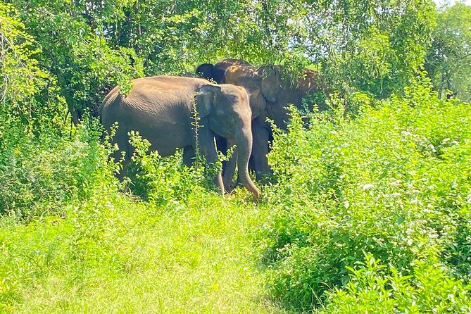 One Day Udawalawe Safari from Galle/Mirissa/Unawatuna/Hikkaduwa - The Elephant Transit Home and young elephants