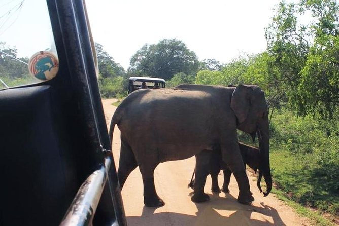 One Day Udawalawe Safari from Galle/Mirissa/Unawatuna/Hikkaduwa - Dikwella’s Buddha statue and a breath of fresh air