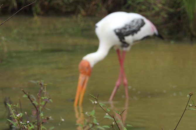 One Day Udawalawe Safari from Galle/Mirissa/Unawatuna/Hikkaduwa - What the $184.94 price really covers