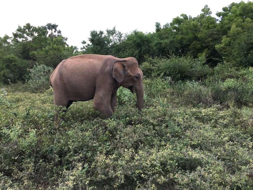 Overnight Treehouse Safari at Yala National Park - Should you book it?