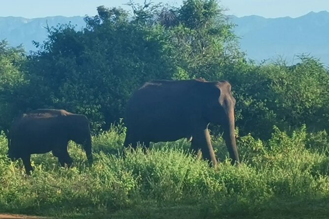 Paradise Udawalawe Safari Tours - Is the $27.50 price good value?