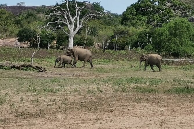 Paradise Yala Safari Tours - Changing from tuk-tuk to safari jeep