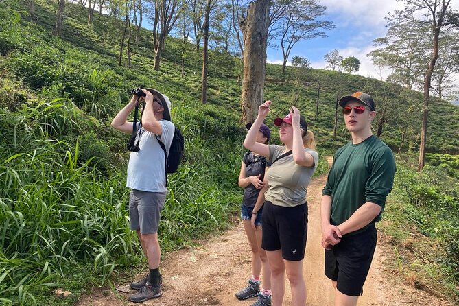 Pekoe Trail Stage 1- Scenic Trek from Hanthana to Galaha - Walking through tea plantations