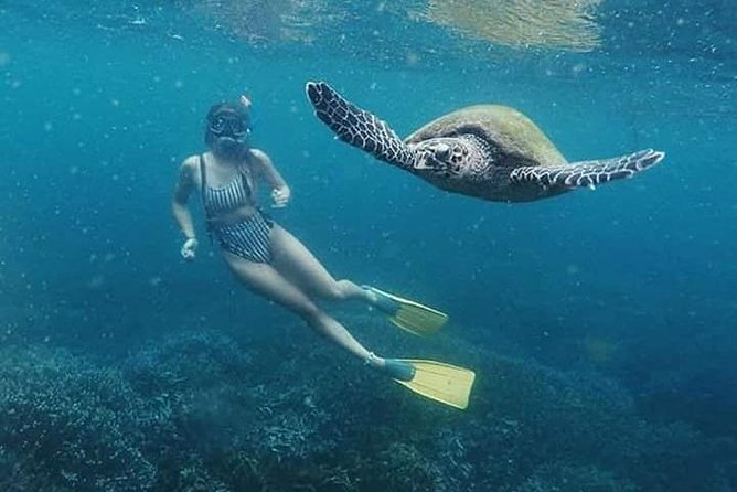 Pigeon Island Snorkeling – Swim with Sharks & Turtles - Coral and small fish are the reliable reward