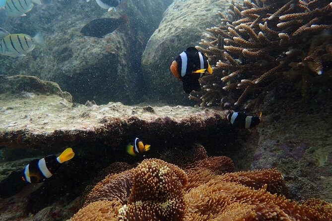 Pigeon Island Snorkeling Tour From Uppuveli Beach - Is three hours enough?
