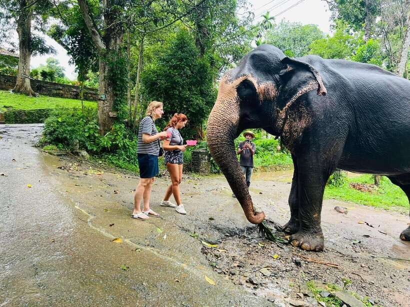 Pinnawala Day Tour from Kandy (Private tour ) - Key points to know before you book