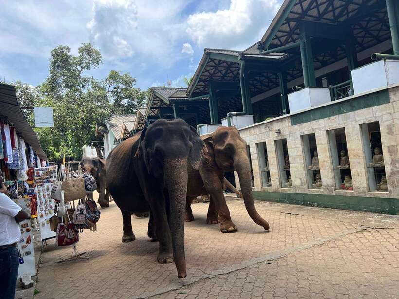 Pinnawala Day Tour from Kandy (Private tour ) - Gemstones, workshops, and the question of shopping
