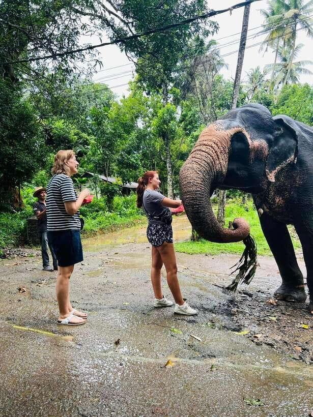 Pinnawala Day Tour from Kandy (Private tour ) - Arriving at Pinnawala Elephant Orphanage