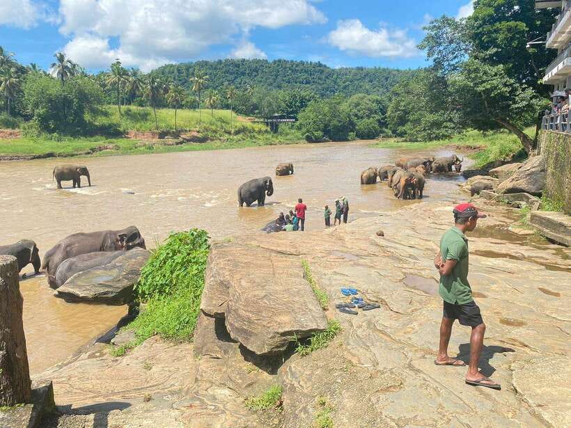 Pinnawala,Kandy Day Tour from Colombo/Negombo - The gem factory and the spice or herbal stop