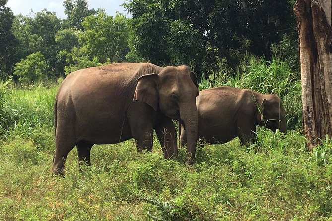 Polonnaruwa Day Tour with Lunch by Mahaweli - Optional Minneriya National Park for elephants
