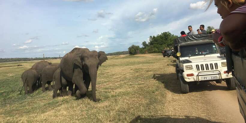 Polonnaruwa Sight Seeing Tour and Minneriya Elephant Safari - Key points at a glance