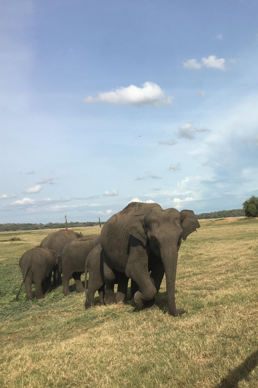 Polonnaruwa Sight Seeing Tour and Minneriya Elephant Safari - What the private jeep changes
