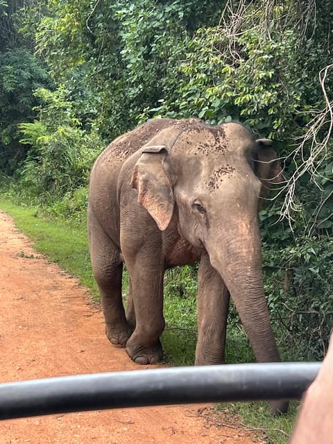 Polonnaruwa Sight Seeing Tour and Minneriya Elephant Safari - Who should book this tour