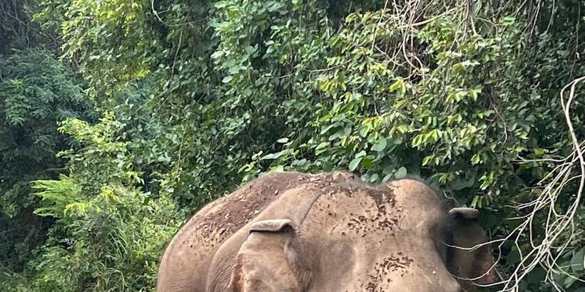 Polonnaruwa Sight Seeing Tour and Minneriya Elephant Safari - Starting from Dambulla, Kandalama, Sigiriya, or Habarana